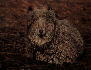 Picture of goat